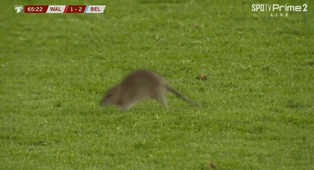 短暂的插曲, 过后, 逆转威尔士